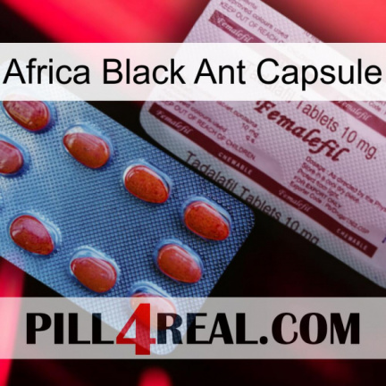 Africa Black Ant Capsule 36